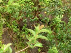 PICT2057