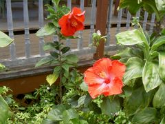 PICT2687