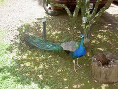 PICT2694