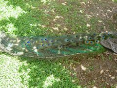 PICT2697