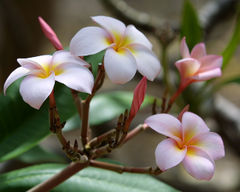 Another plumeria.  Pretty angles and shading.