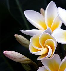 closed frangipani