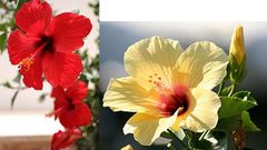 hibiscus angles