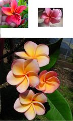 hibiscus shape
I think these show the classic plumeria shape well.