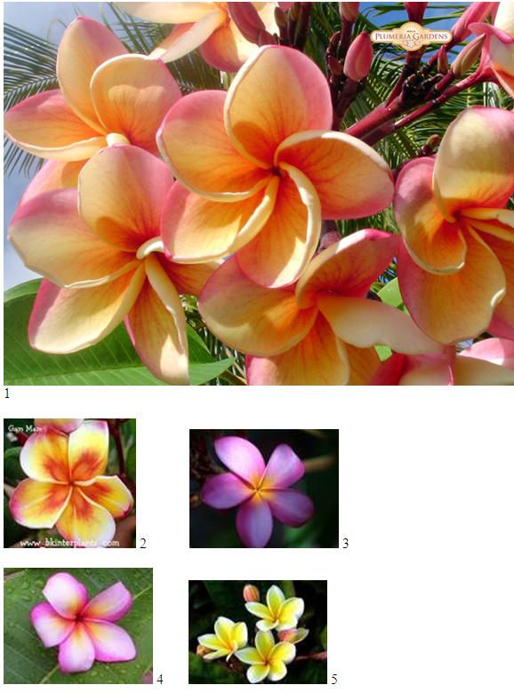 plumeria tattoo designs. When we talk about Hawaiian flower tattoos designs it's primarily about the