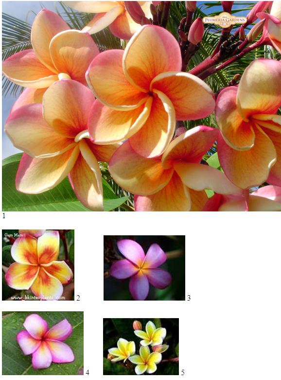 plumeria