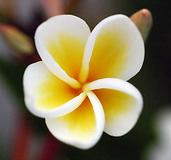 slightly closed plumeria